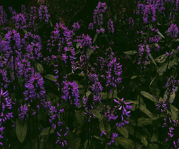 flowers flowers
